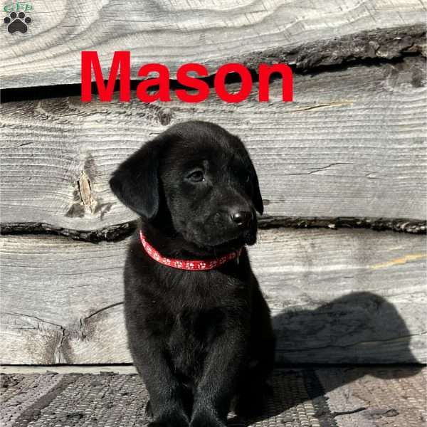 Mason, Black Labrador Retriever Puppy